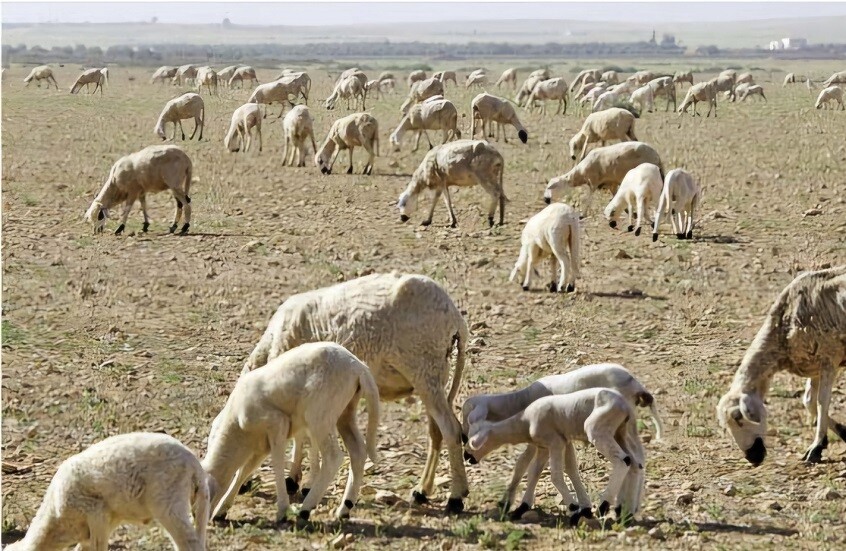 قرار ملك المغرب إلغاء شعيرة الأضحية هذا العام يعود لأسباب اقتصادية