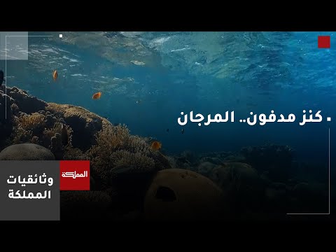 العقبة | كنز مدفون - المرجان